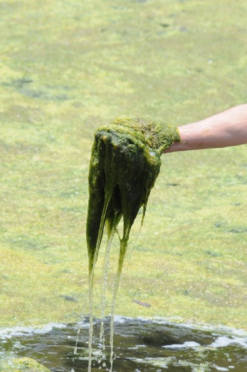 algaeinhand
