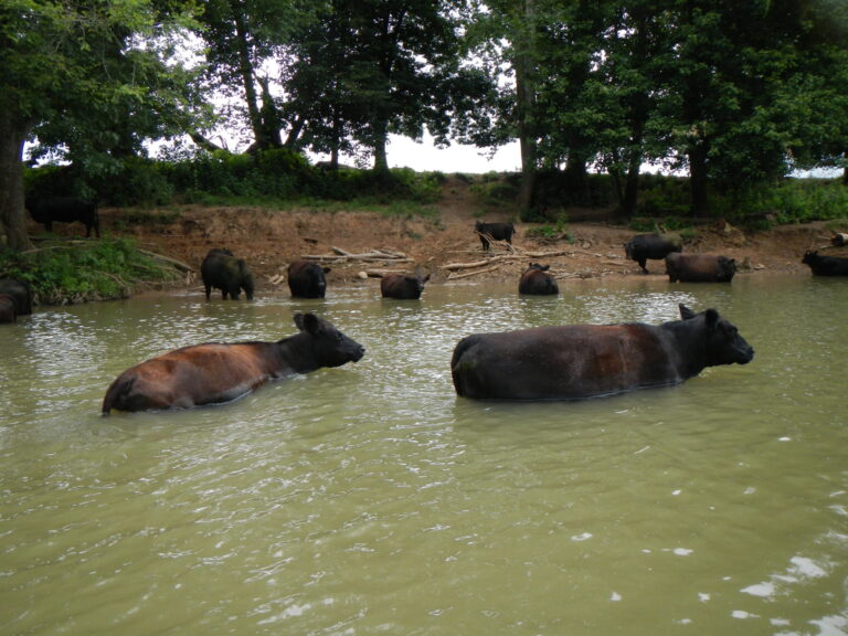 2020 River bank before cattle exclusion