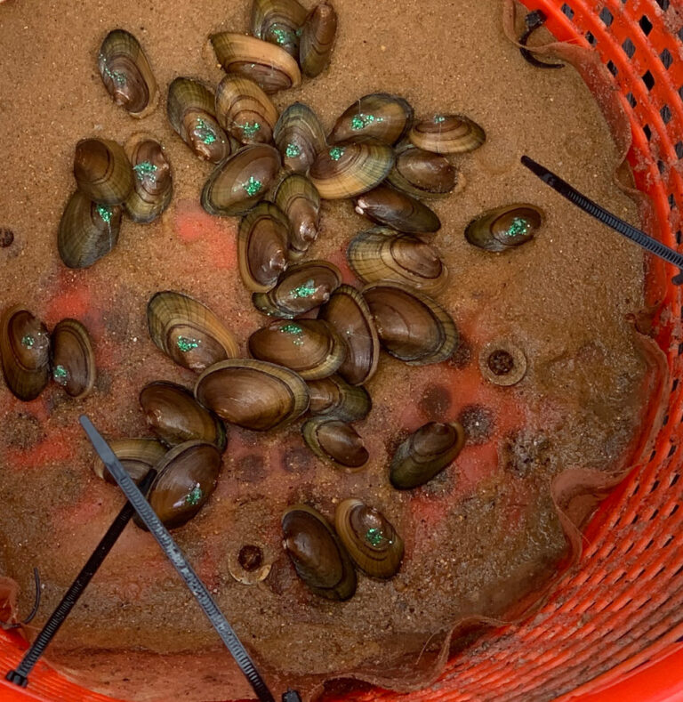 2040-mussels-in-the-Potomac.