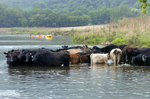cattle in river