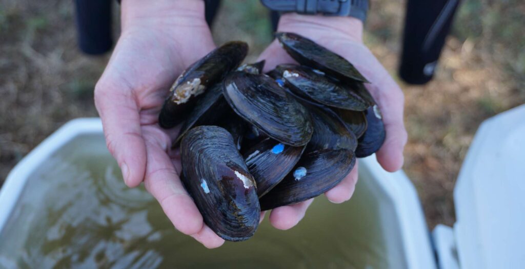 Mussels