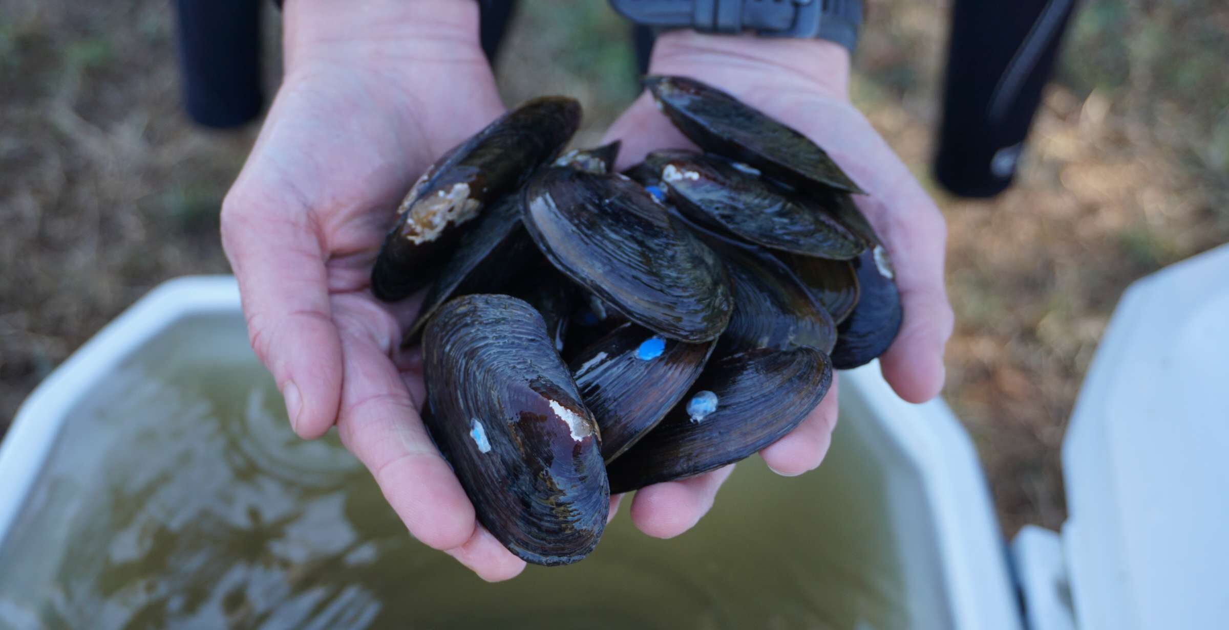 Mussels